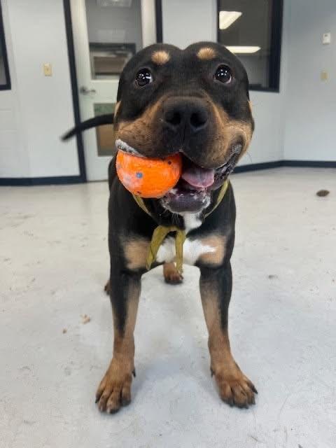Ringo, Adoptable, Young Male Pit Bull Terrier & Rottweiler.