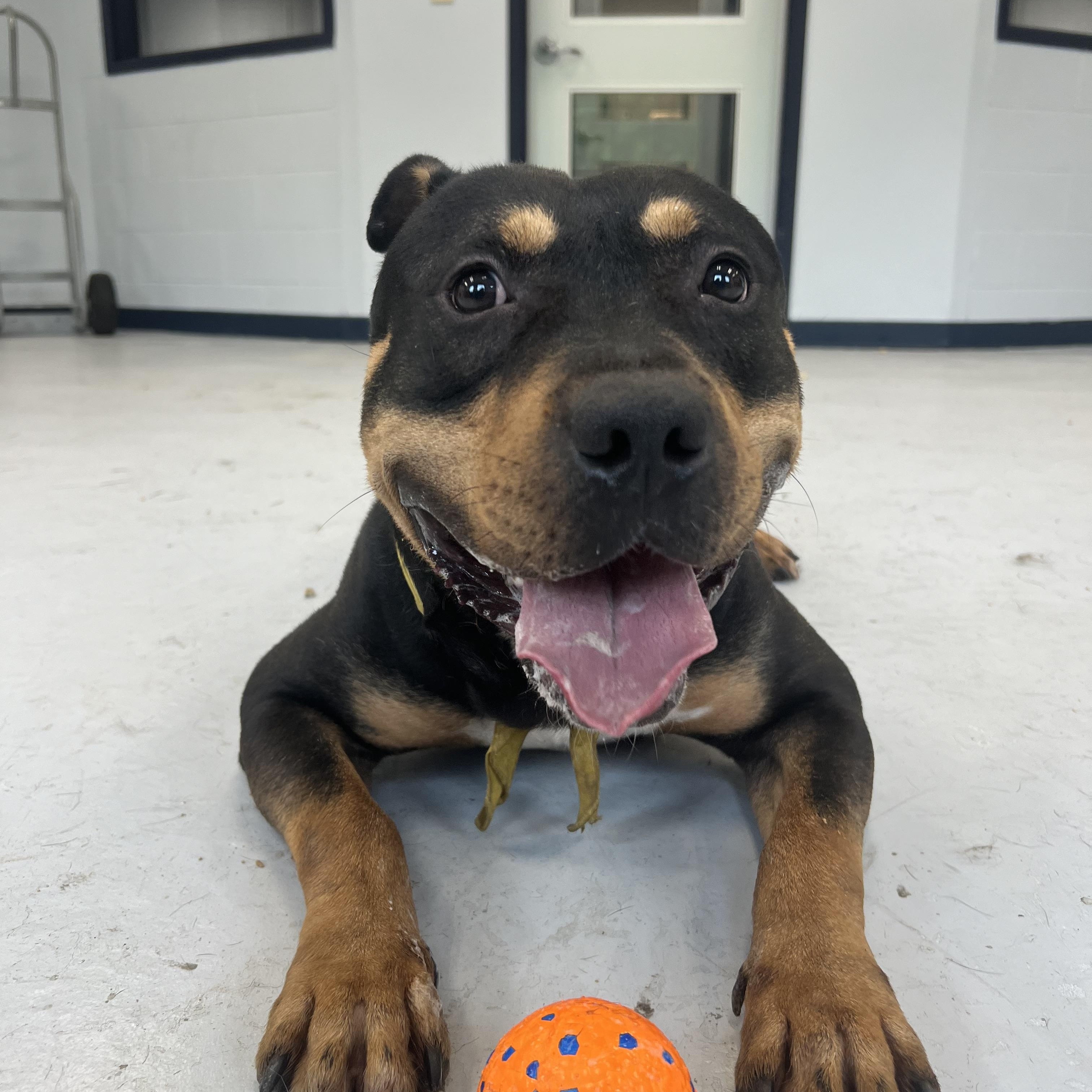 Ringo, a Adoptable mixed breed in Yonkers, NY image 3/6