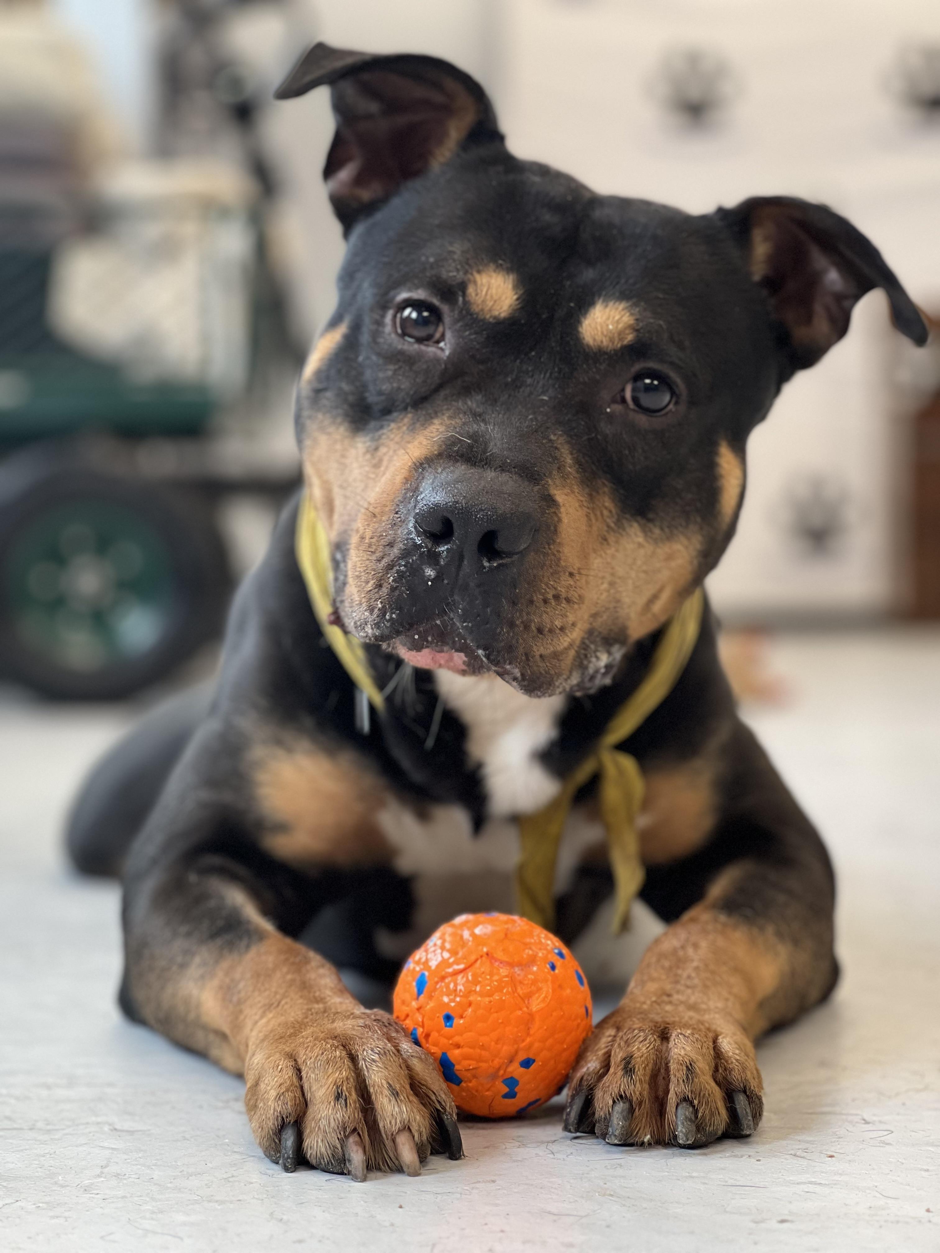 Ringo, a Adoptable mixed breed in Yonkers, NY image 2/6