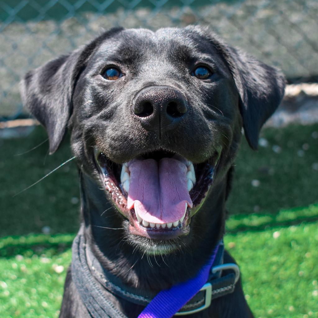 Enlarge Gunner, a Adoptable Black Labrador Retriever in Evansville, IN image 1/3
