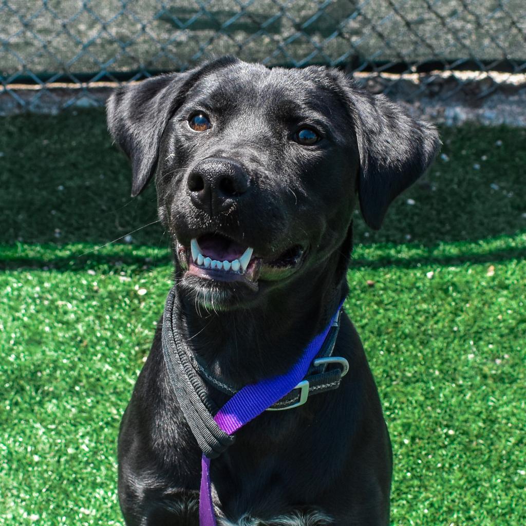 Enlarge Gunner, a Adoptable Black Labrador Retriever in Evansville, IN image 2/3