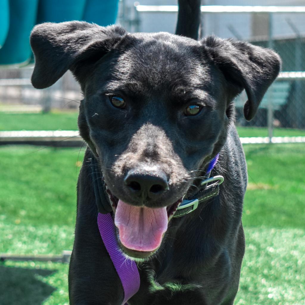 Enlarge Gunner, a Adoptable Black Labrador Retriever in Evansville, IN image 3/3