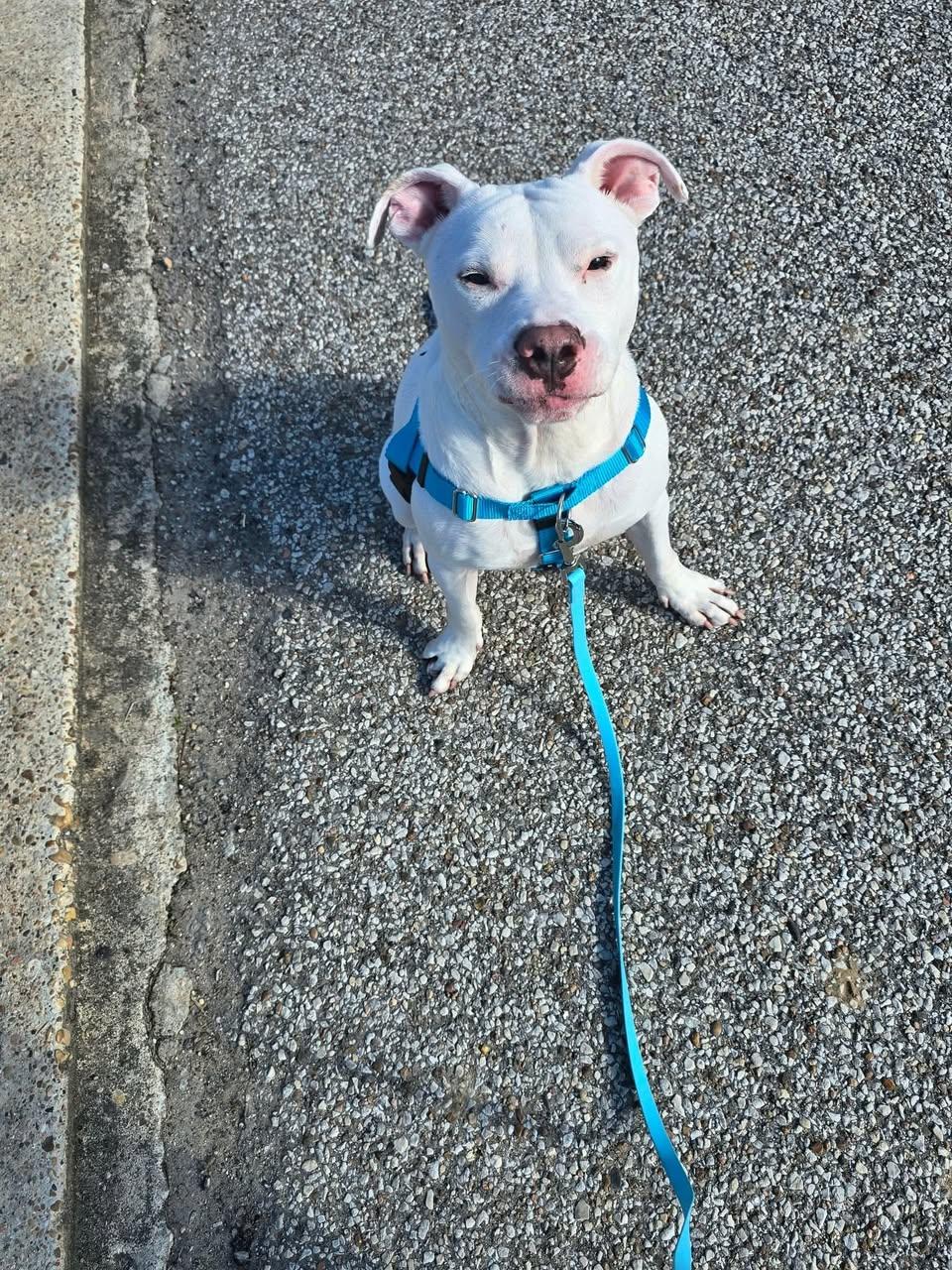 Enlarge Tobey (obedience trained/house trained/ energetic), a Adoptable mixed breed in Grand Rapids, MI image 3/6