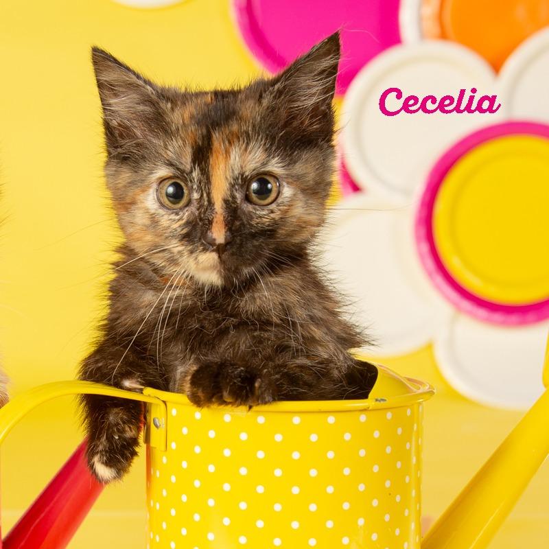 Cecelia, Adoptable, Young Female Domestic Short Hair.
