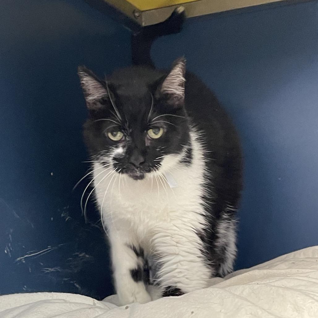 Chess, a Adoptable Domestic Short Hair in Tulsa, OK image 1/6