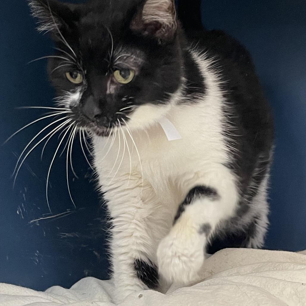 Chess, a Adoptable Domestic Short Hair in Tulsa, OK image 2/6