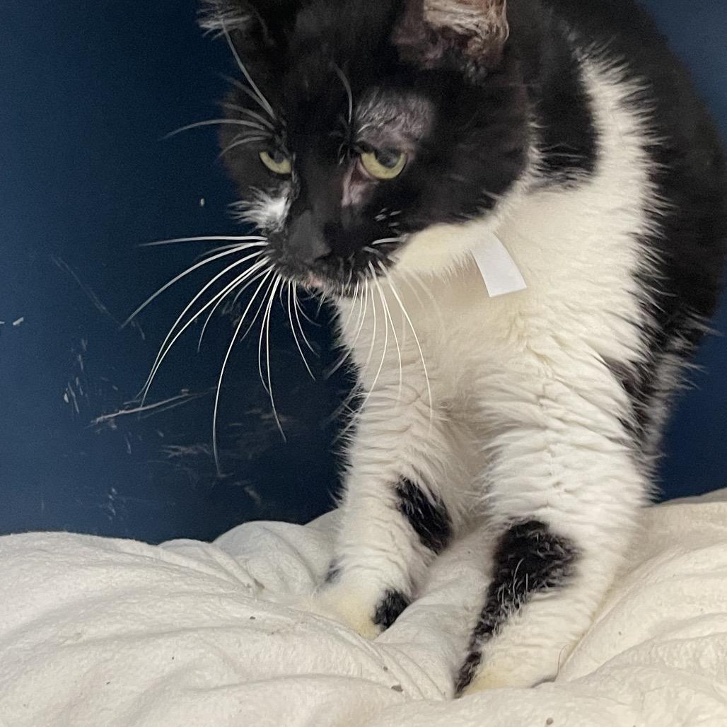 Chess, a Adoptable Domestic Short Hair in Tulsa, OK image 3/6