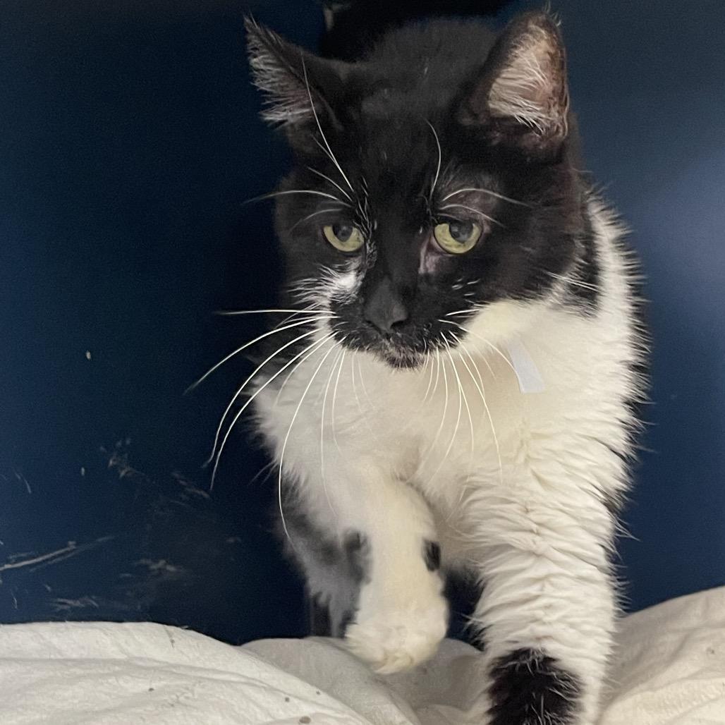 Chess, a Adoptable Domestic Short Hair in Tulsa, OK image 4/6