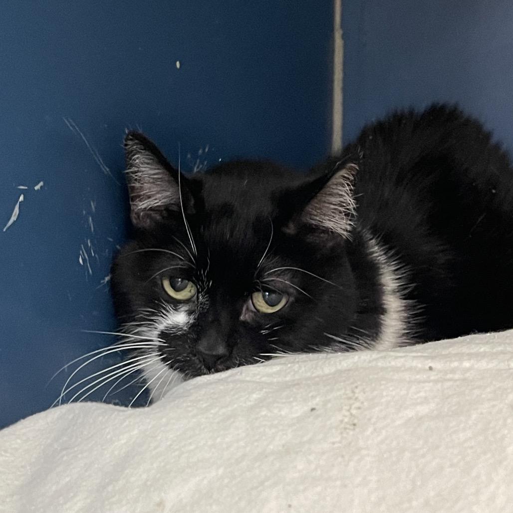 Chess, a Adoptable Domestic Short Hair in Tulsa, OK image 5/6