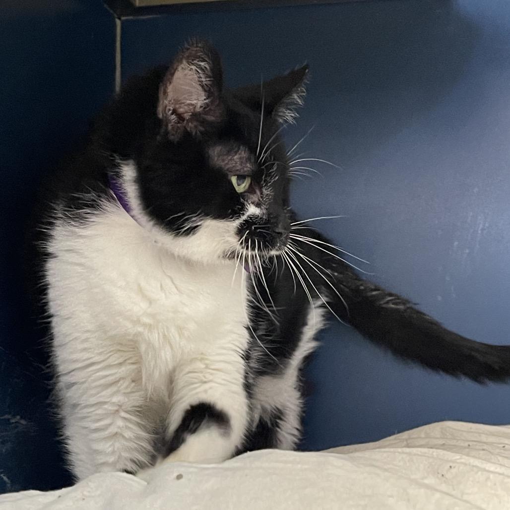 Chess, a Adoptable Domestic Short Hair in Tulsa, OK image 6/6