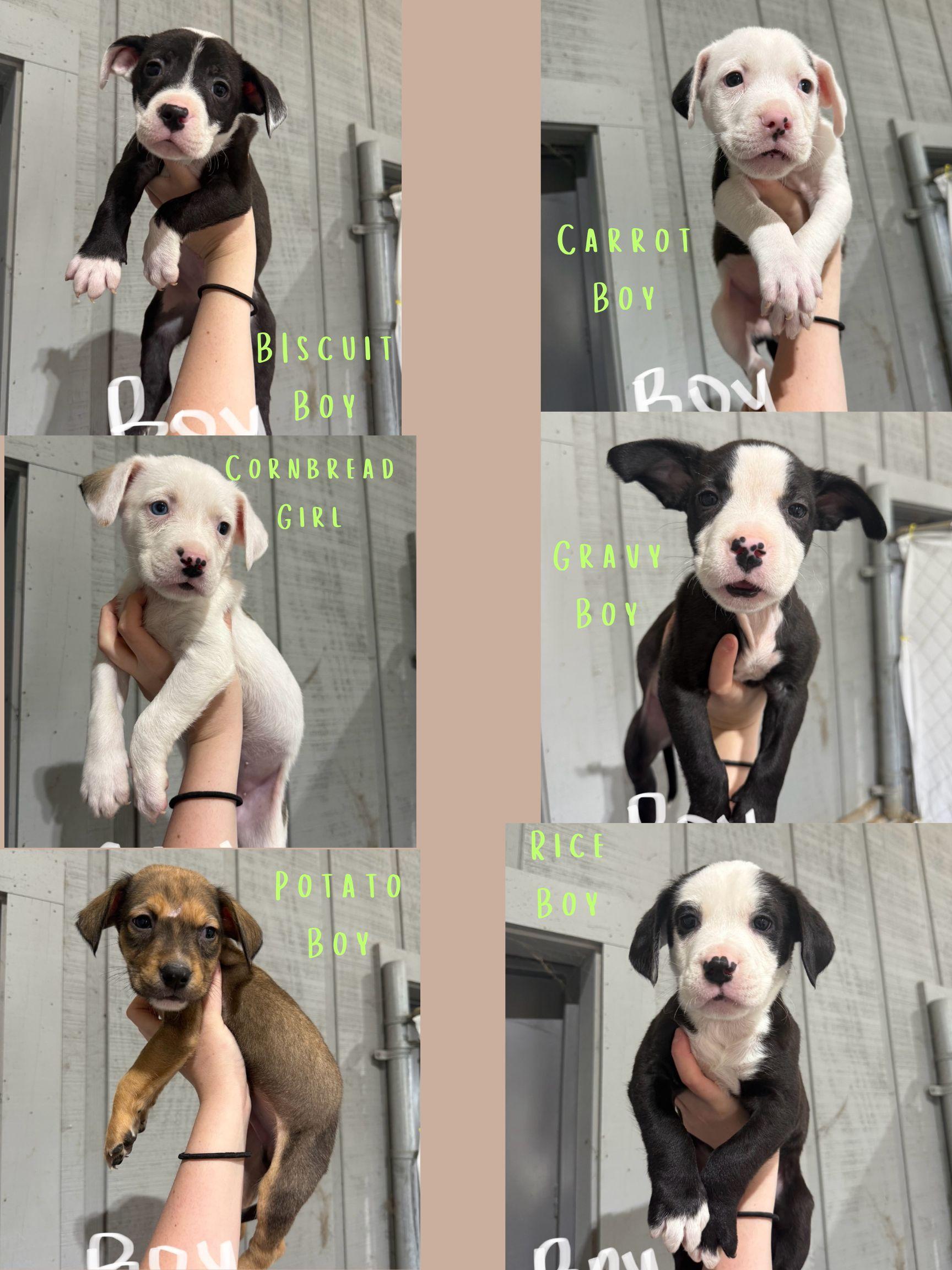 FOSTER HOMES NEEDED!, Adoptable, Puppy Male Labrador Retriever & Terrier.