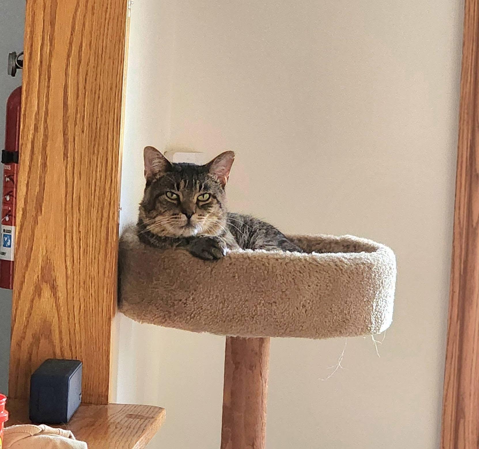 Enlarge Rebel, a Adoptable Domestic Short Hair in Oak Forest, IL image 5/6
