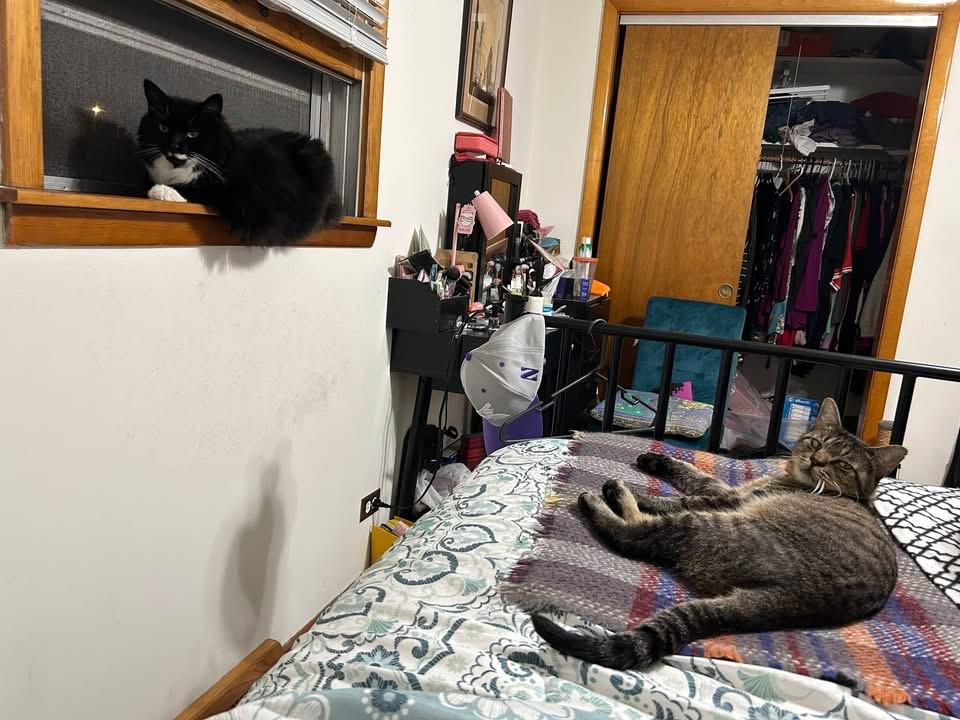 Enlarge Rebel, a Adoptable Domestic Short Hair in Oak Forest, IL image 2/6