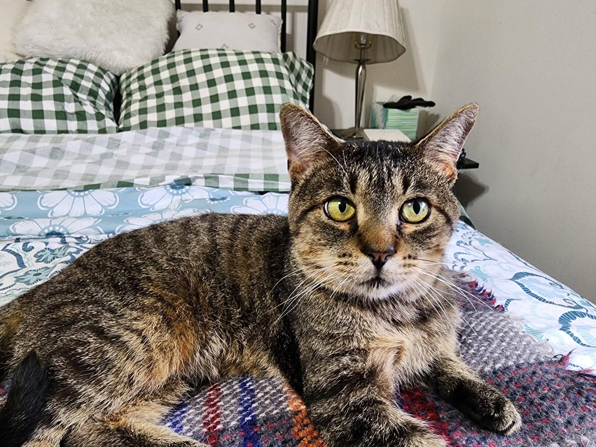 Enlarge Rebel, a Adoptable Domestic Short Hair in Oak Forest, IL image 4/6