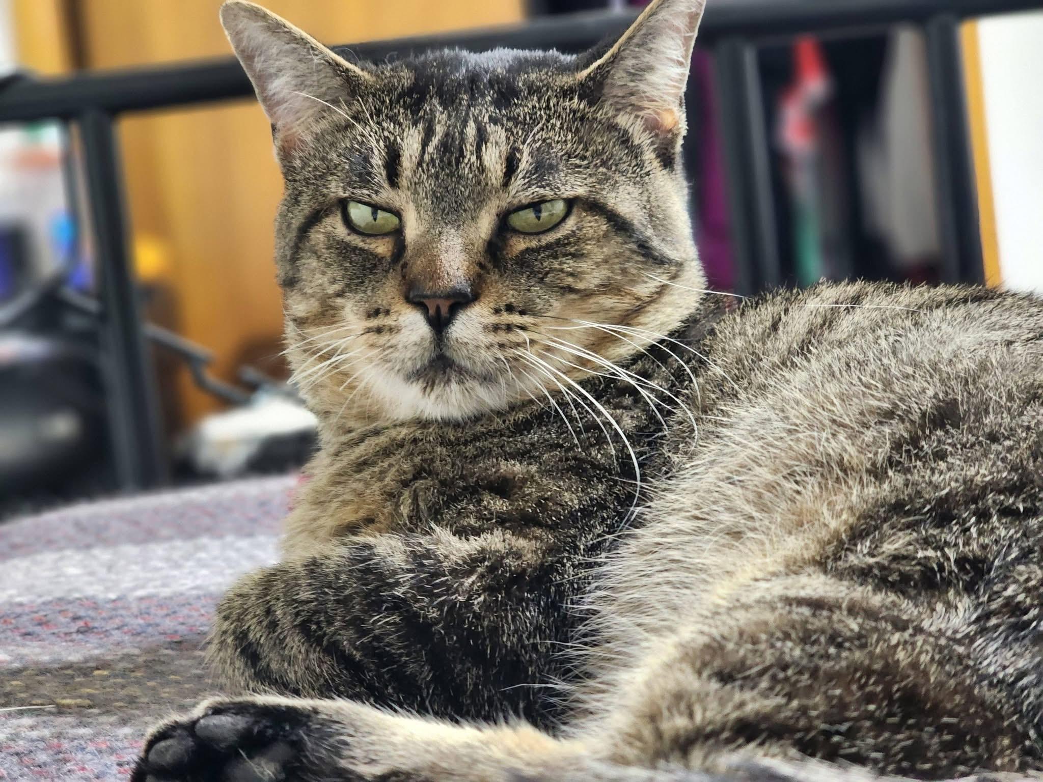 Rebel, ADOPTABLE, Adult Male Domestic Short Hair.