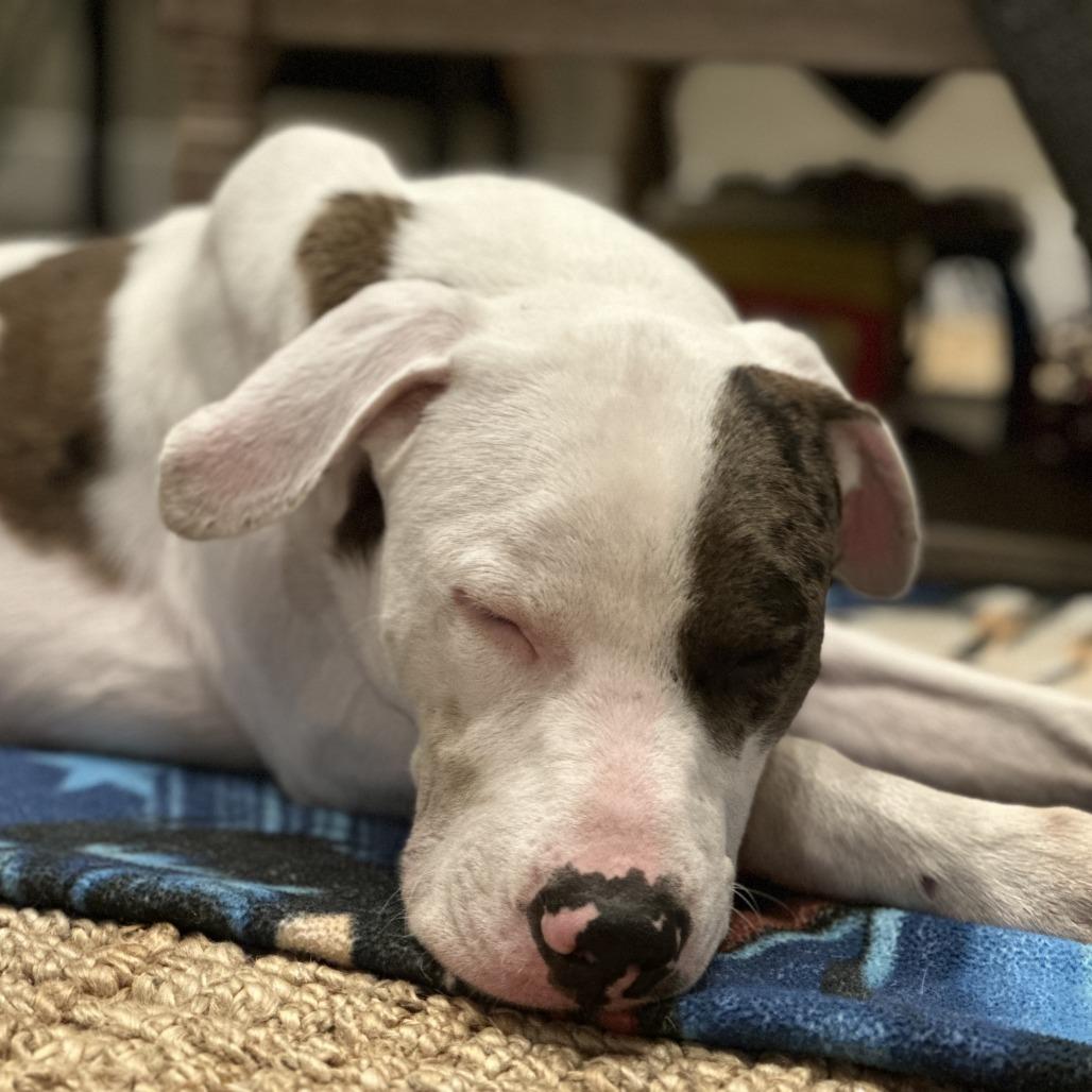 Zoom, a Adoptable mixed breed in Los Angeles, CA image 1/6