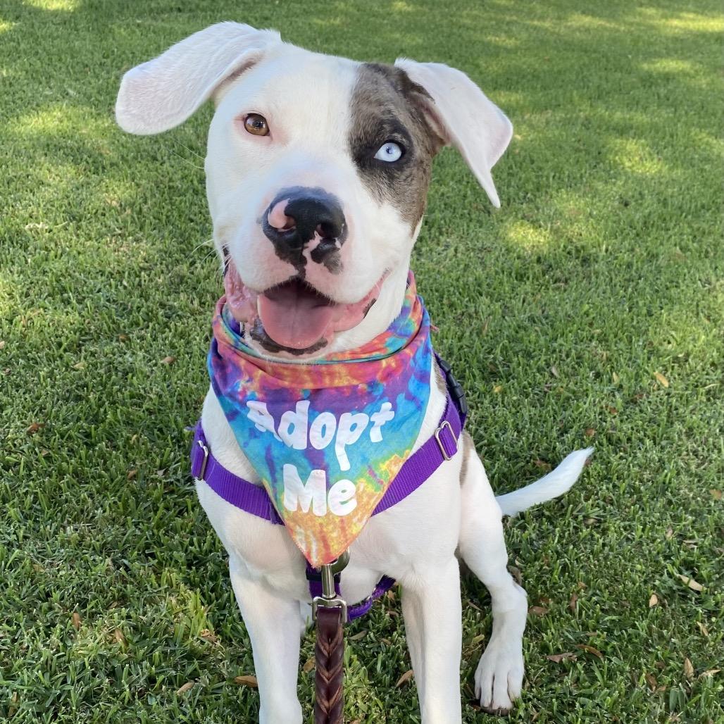 Zoom, a Adoptable mixed breed in Los Angeles, CA image 3/6