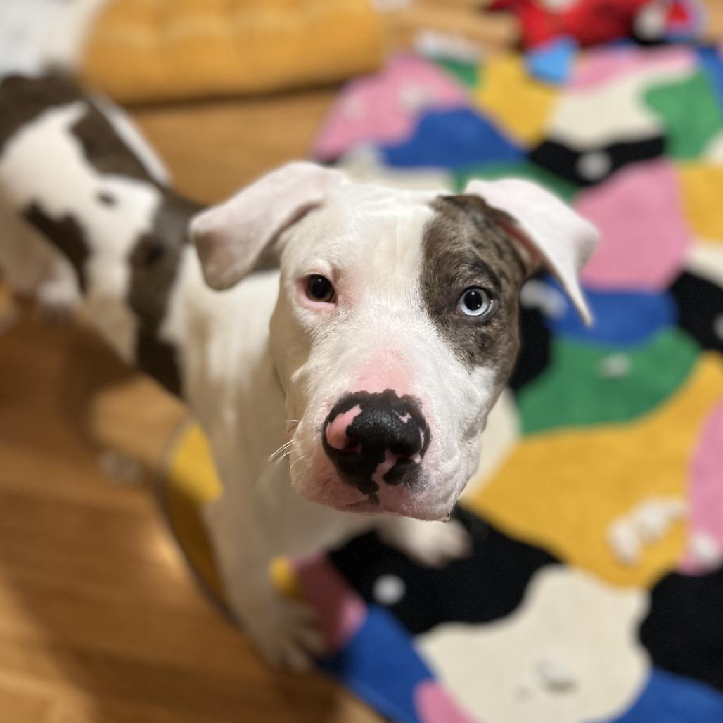 Zoom, a Adoptable mixed breed in Los Angeles, CA image 4/6