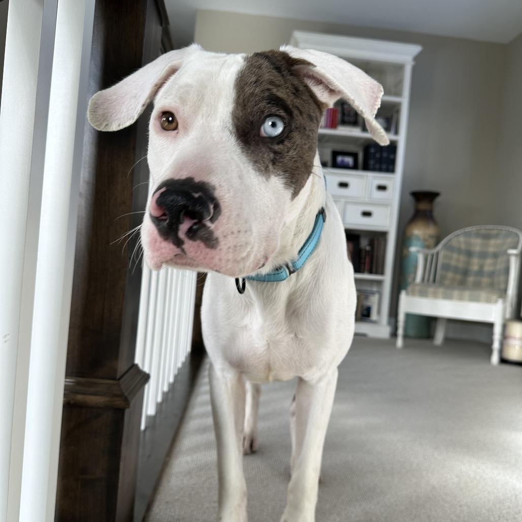 Zoom, a Adoptable mixed breed in Los Angeles, CA image 6/6