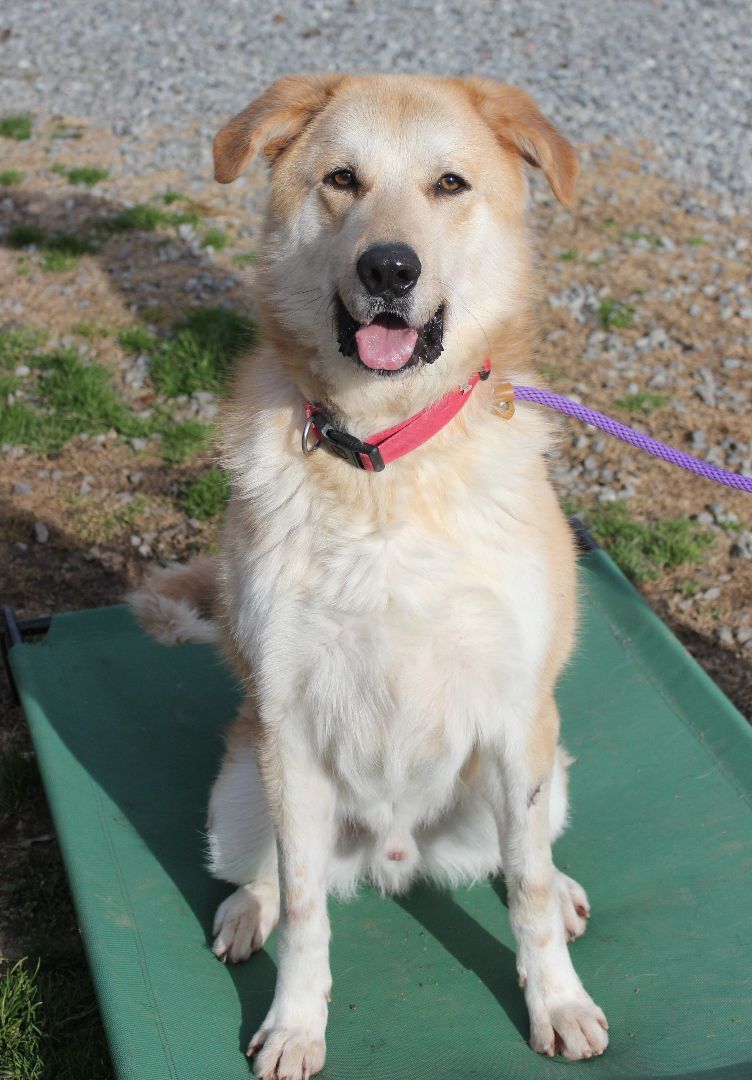 Enlarge Ben, a Adoptable mixed breed in Shelby, NC image 1/14