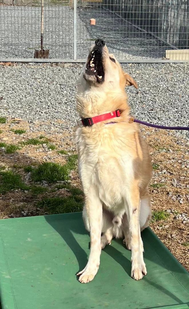 Enlarge Ben, a Adoptable mixed breed in Shelby, NC image 2/14