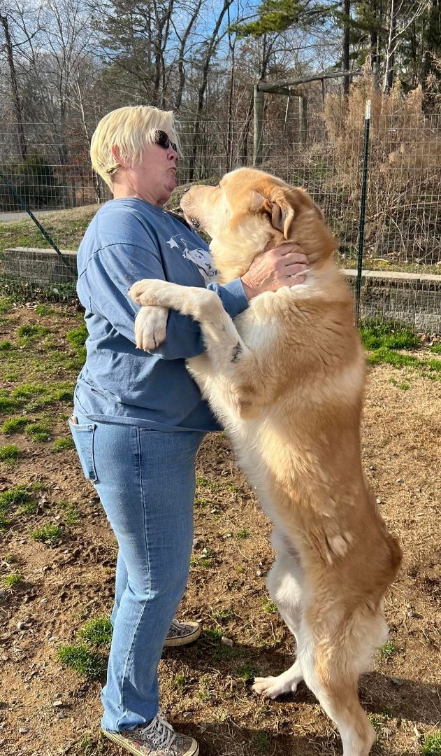 Ben, Adoptable, Adult Male Great Pyrenees & Mixed Breed.