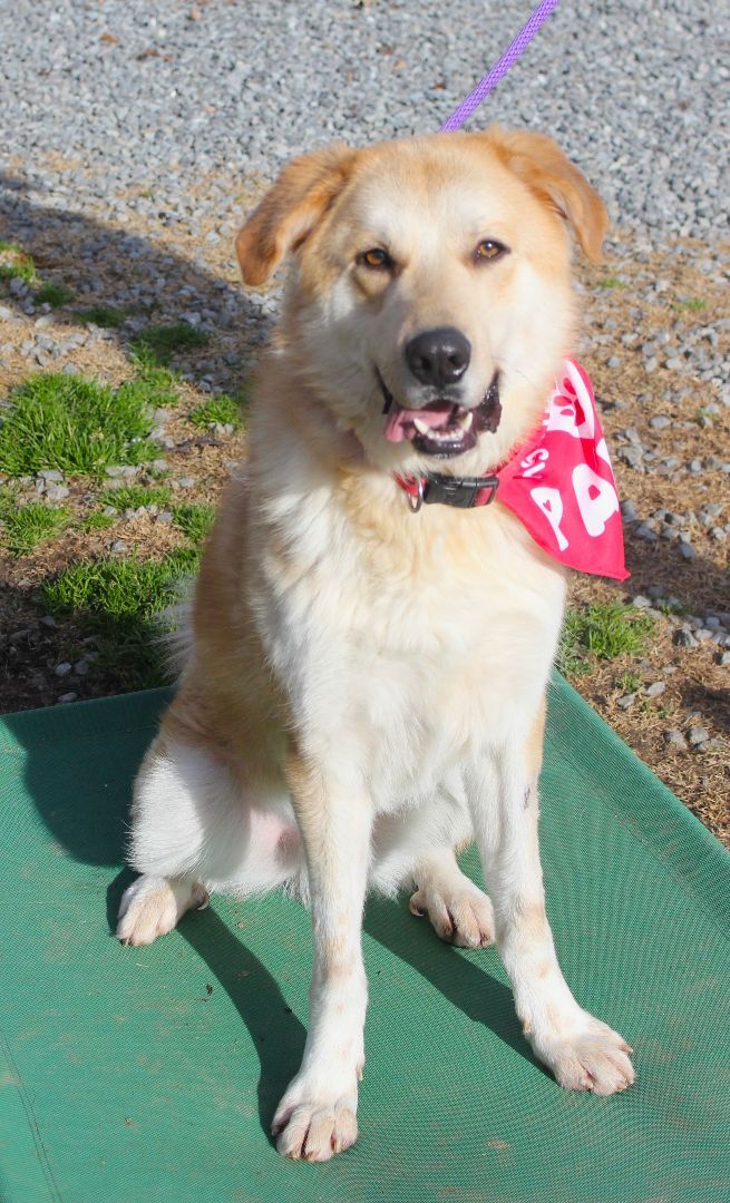 Enlarge Ben, a Adoptable mixed breed in Shelby, NC image 4/14