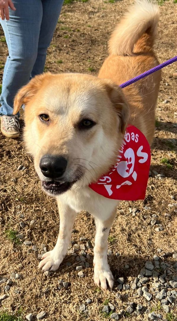 Enlarge Ben, a Adoptable mixed breed in Shelby, NC image 5/14