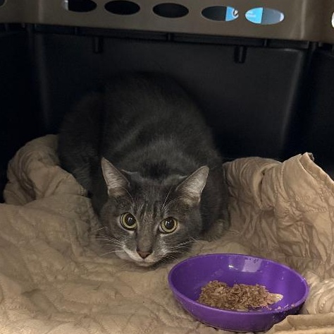 Luke, Adoptable, Adult Male Domestic Short Hair.