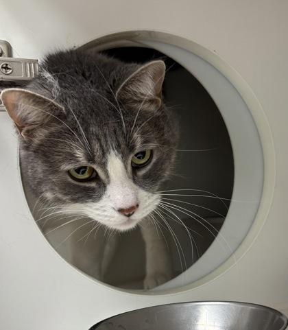 Diana, Adoptable, Kitten Female Domestic Short Hair & Domestic Short Hair.