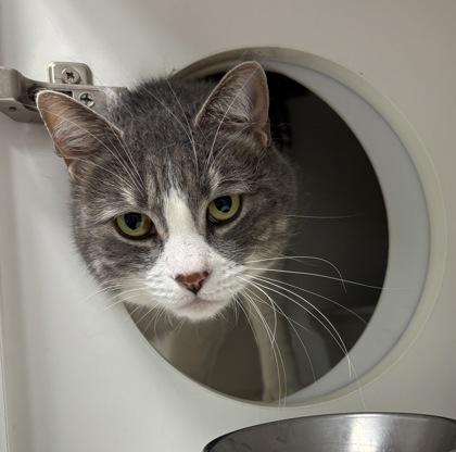 Diana, a Adoptable mixed breed in Lebec, CA image 2/3