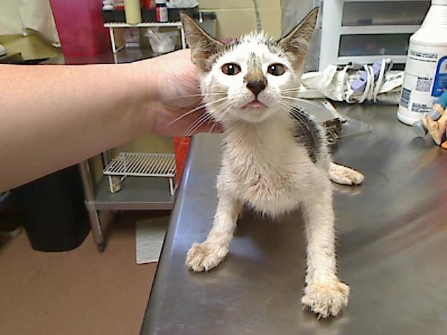 CAPTAIN COD, Adoptable, Kitten Male Domestic Short Hair.