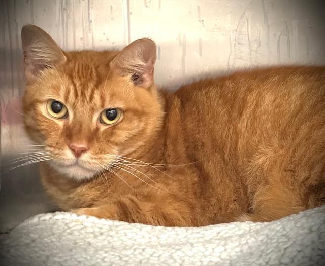 MANGO, Adoptable, Adult Male Domestic Short Hair.