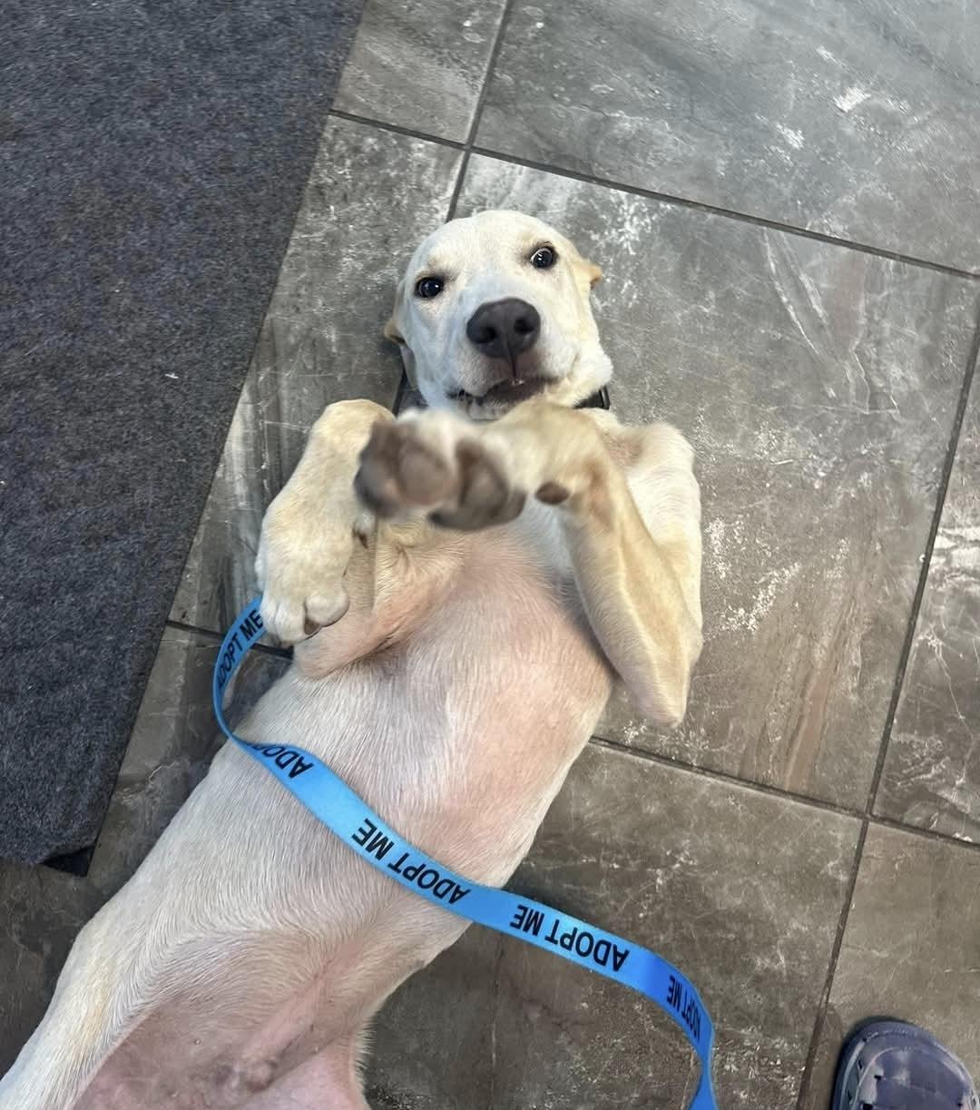 Enlarge Rugrat, a Adoptable mixed breed in Melbourne , FL image 4/5