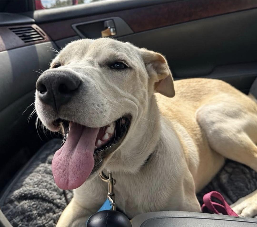 Enlarge Rugrat, a Adoptable mixed breed in Melbourne , FL image 3/5