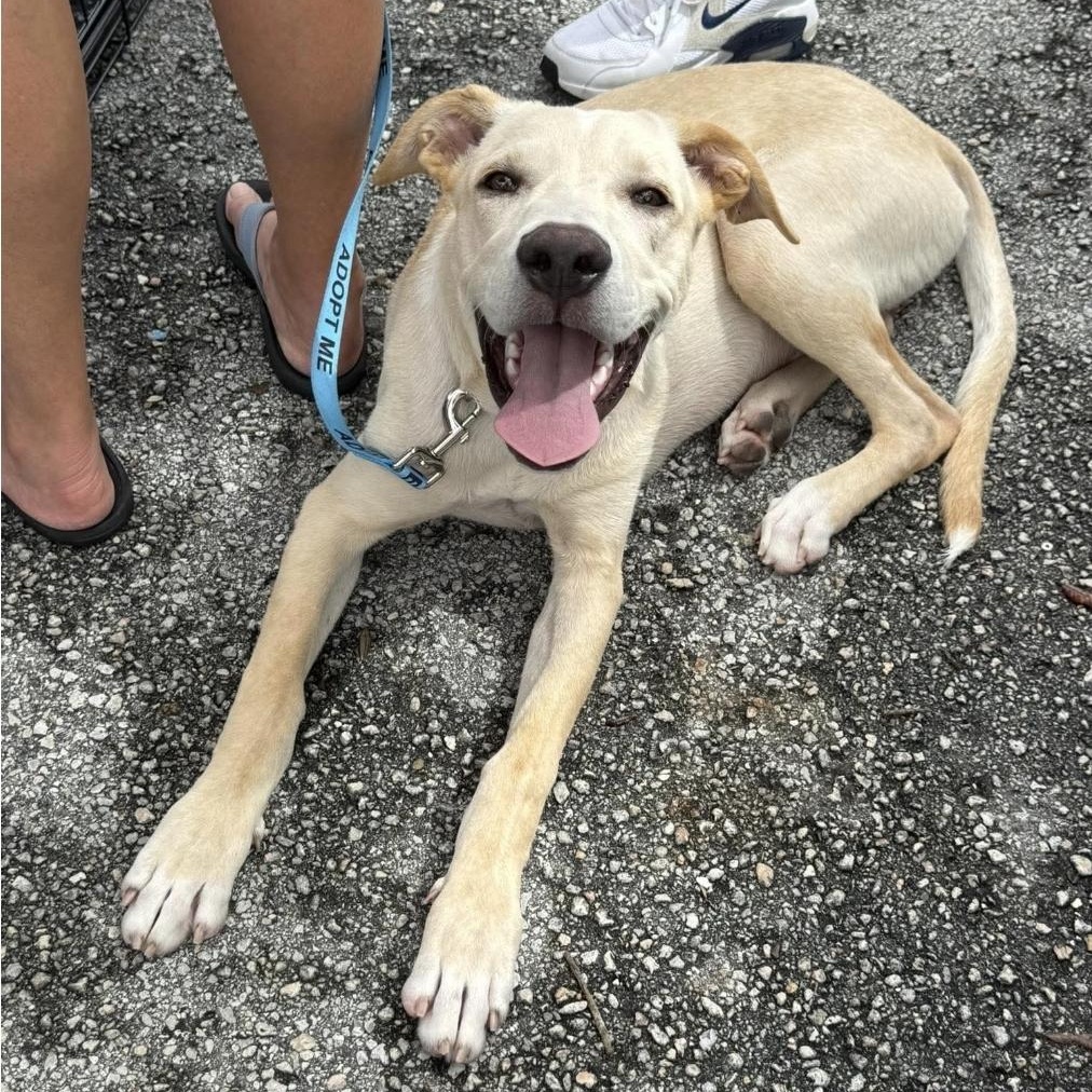 Enlarge Rugrat, a Adoptable mixed breed in Melbourne , FL image 1/5