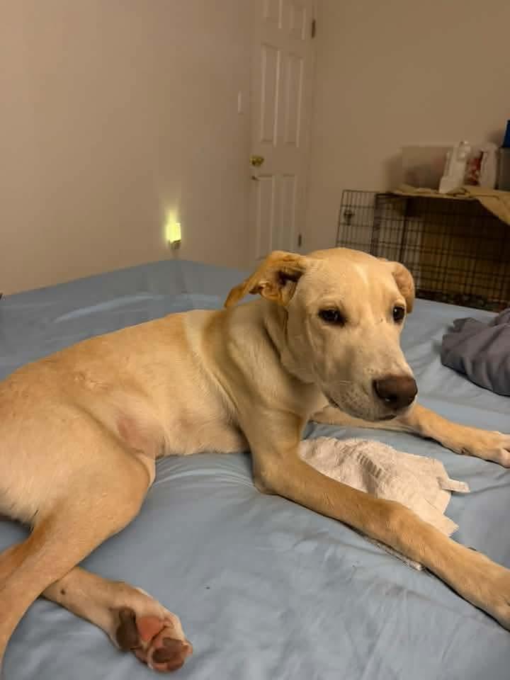 Enlarge Rugrat, a Adoptable mixed breed in Melbourne , FL image 2/5
