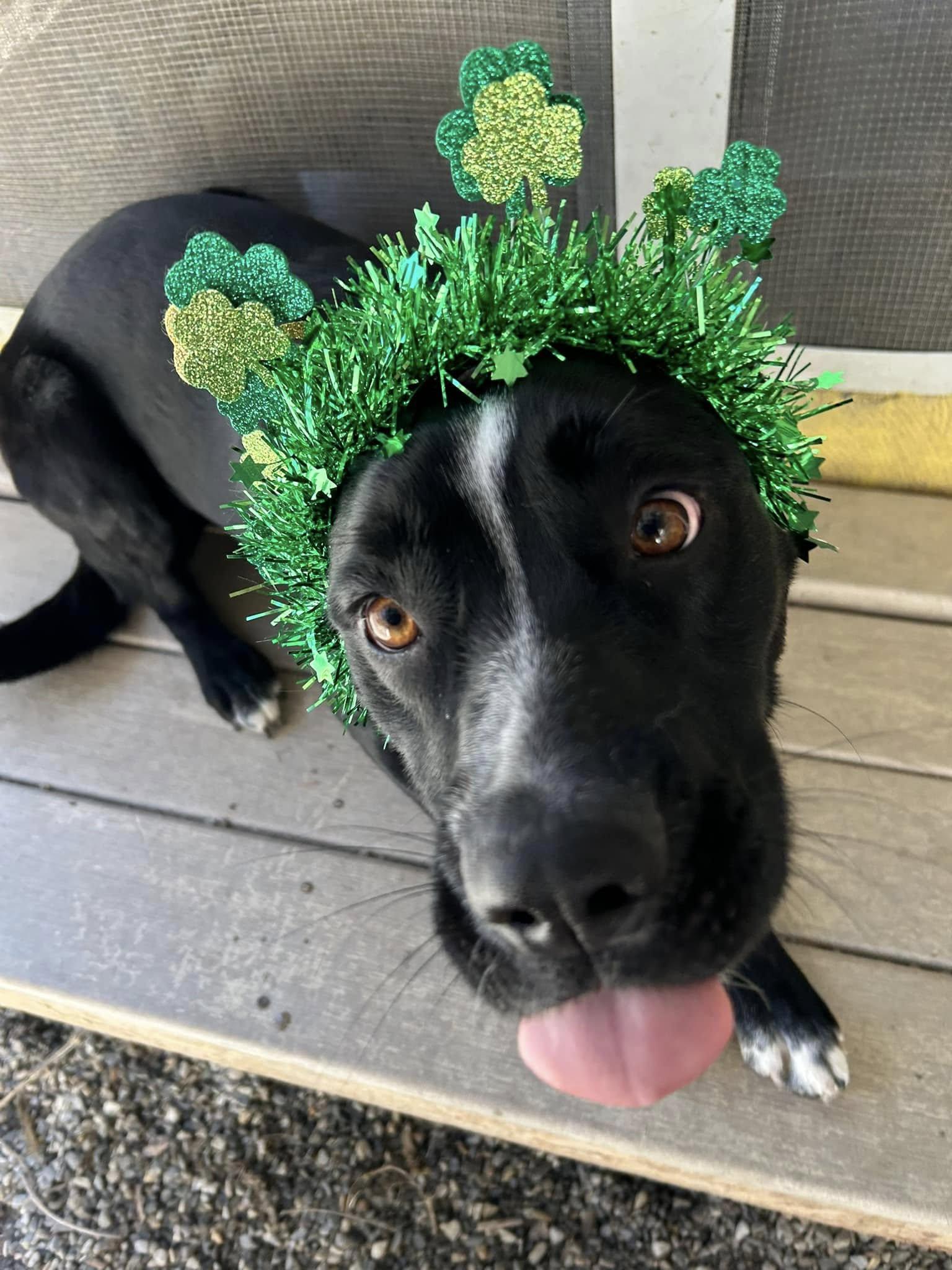 Clover, Adoptable, Adult Female Labrador Retriever.