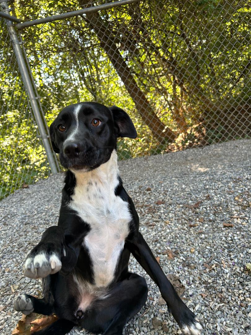 Clover, a Adoptable mixed breed in Bryson City, NC image 1/6