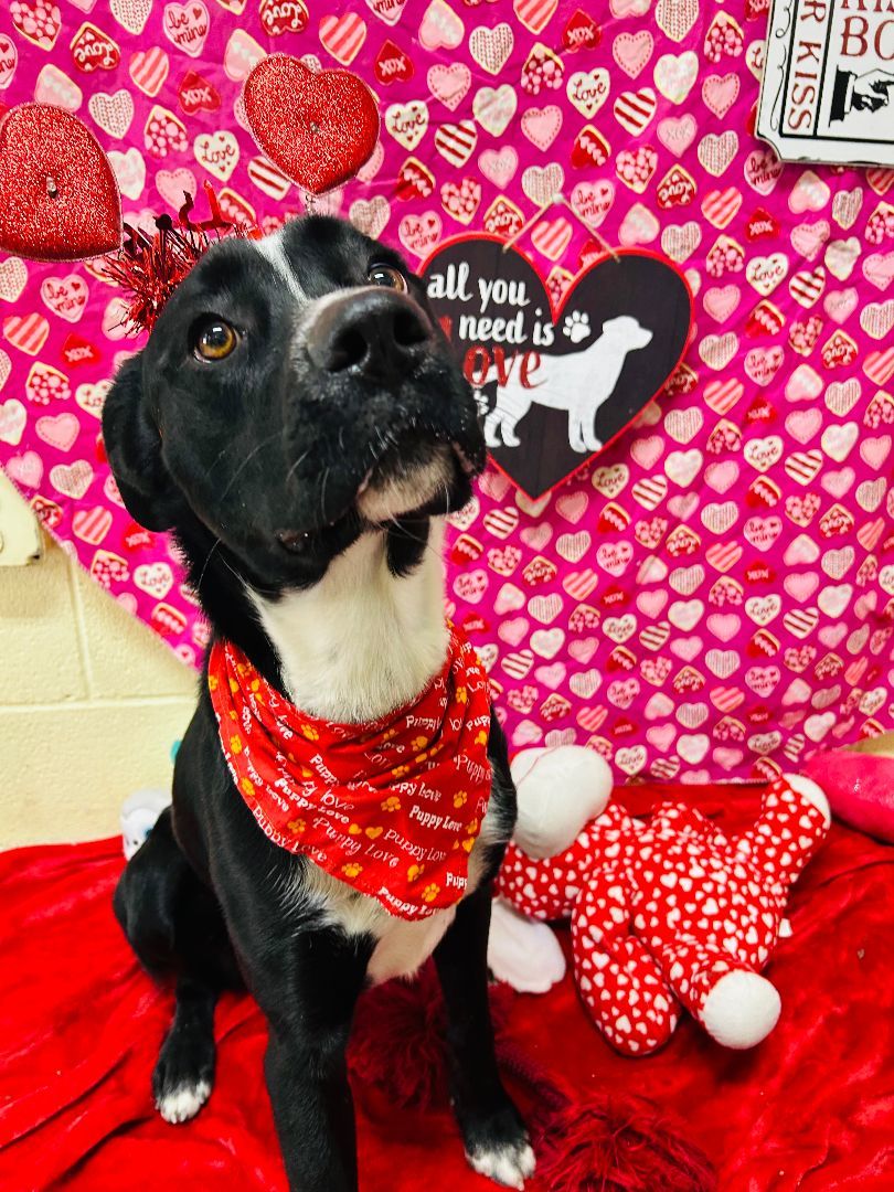 Clover, a Adoptable mixed breed in Bryson City, NC image 6/6