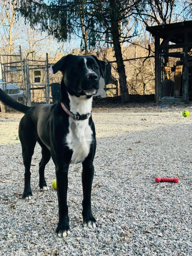 Clover, a Adoptable mixed breed in Bryson City, NC image 5/6