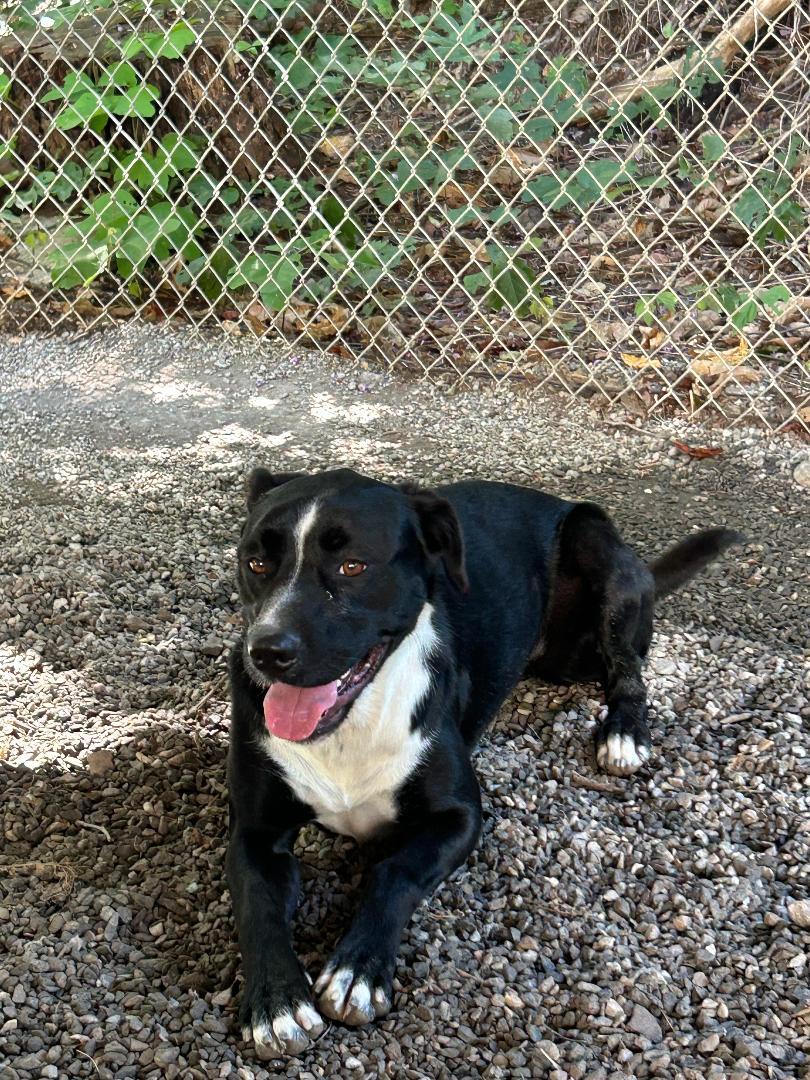 Clover, a Adoptable mixed breed in Bryson City, NC image 3/6