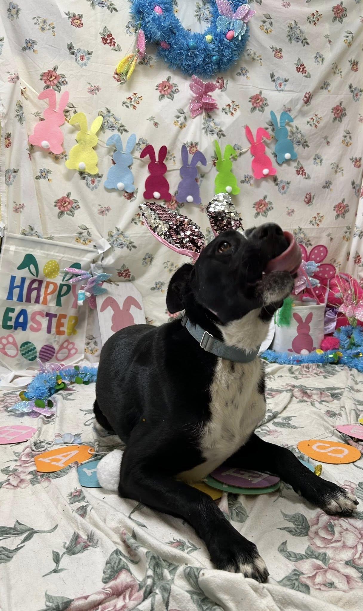 Clover, a Adoptable mixed breed in Bryson City, NC image 2/6