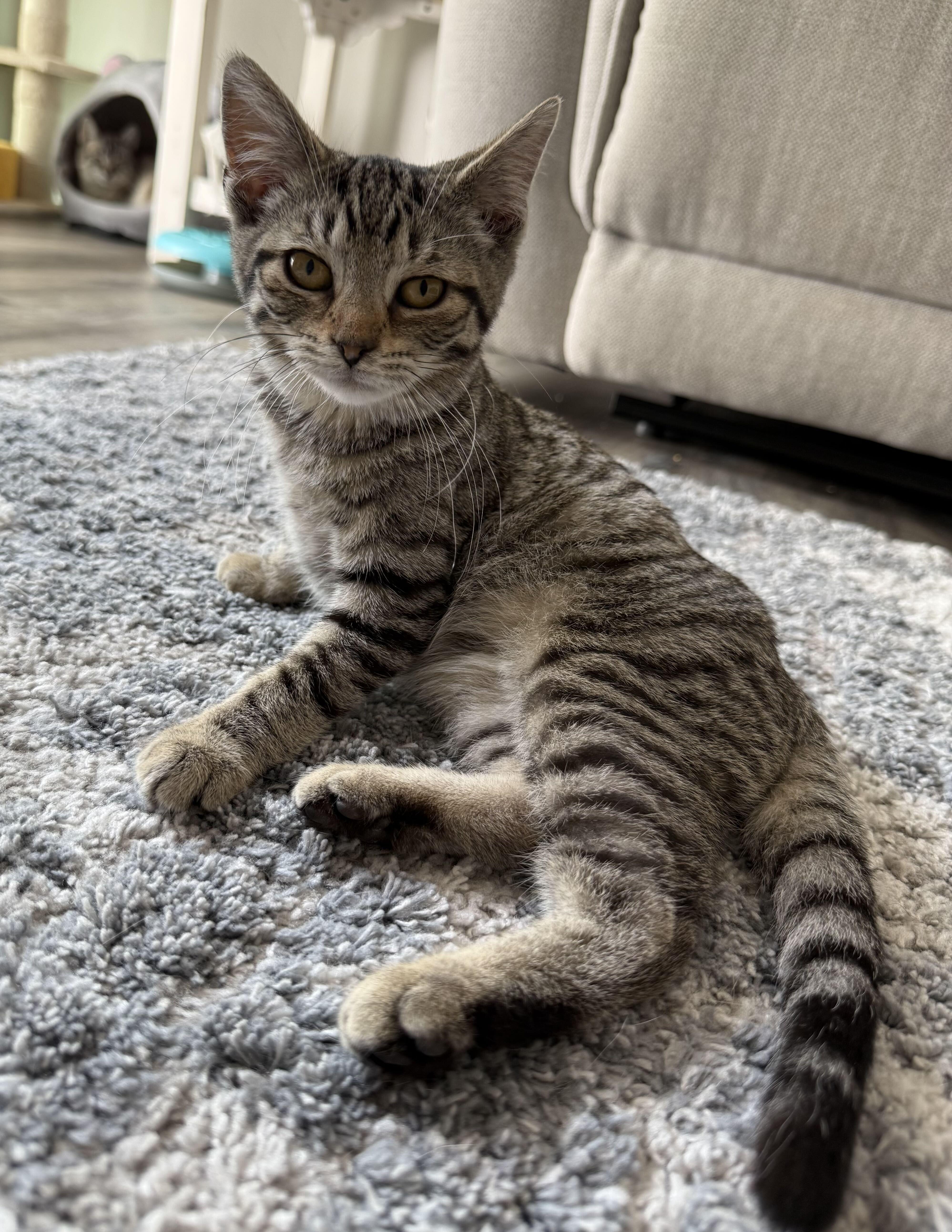 Scarlett, a Adoptable mixed breed in East Amherst, NY image 2/6