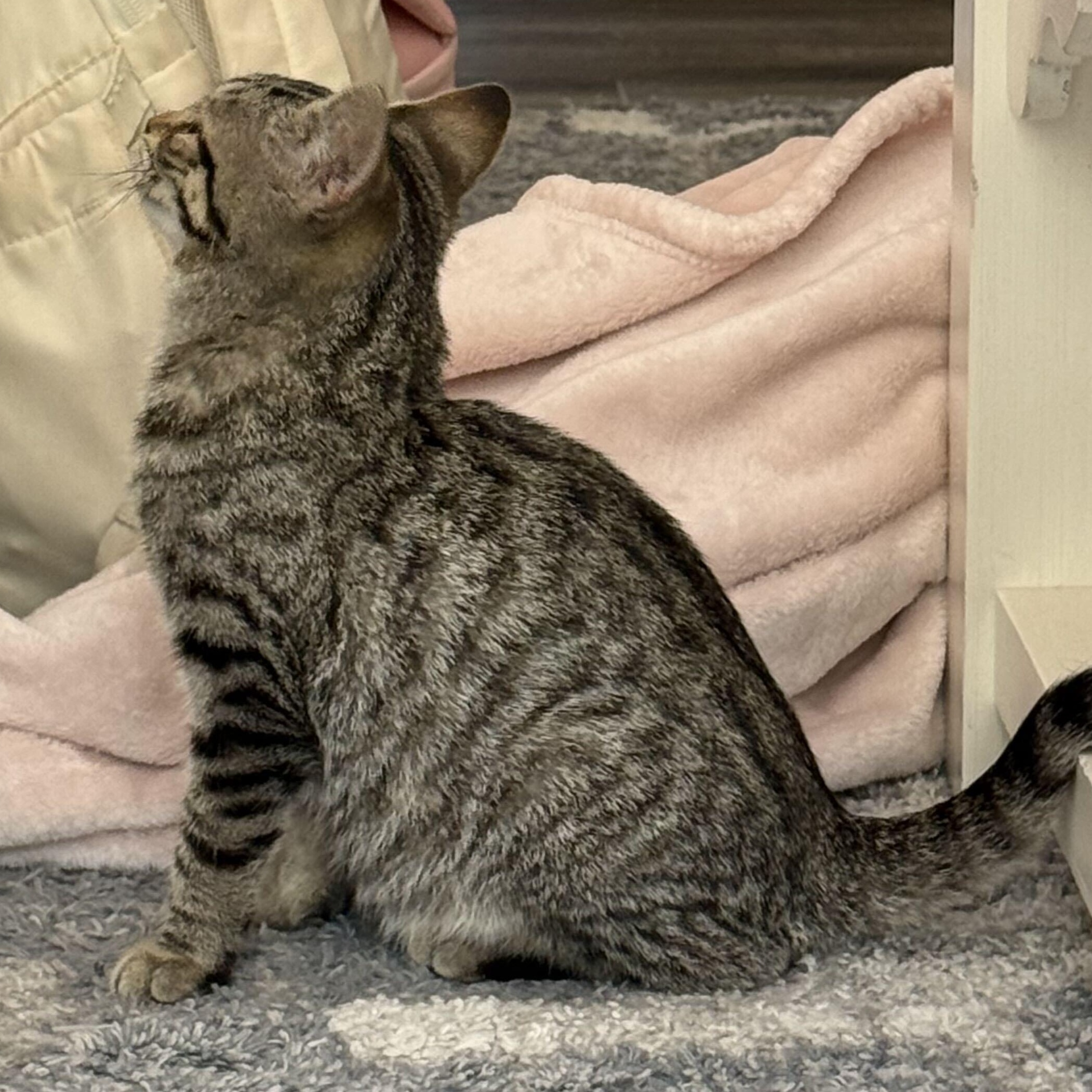 Scarlett, a Adoptable mixed breed in East Amherst, NY image 3/6