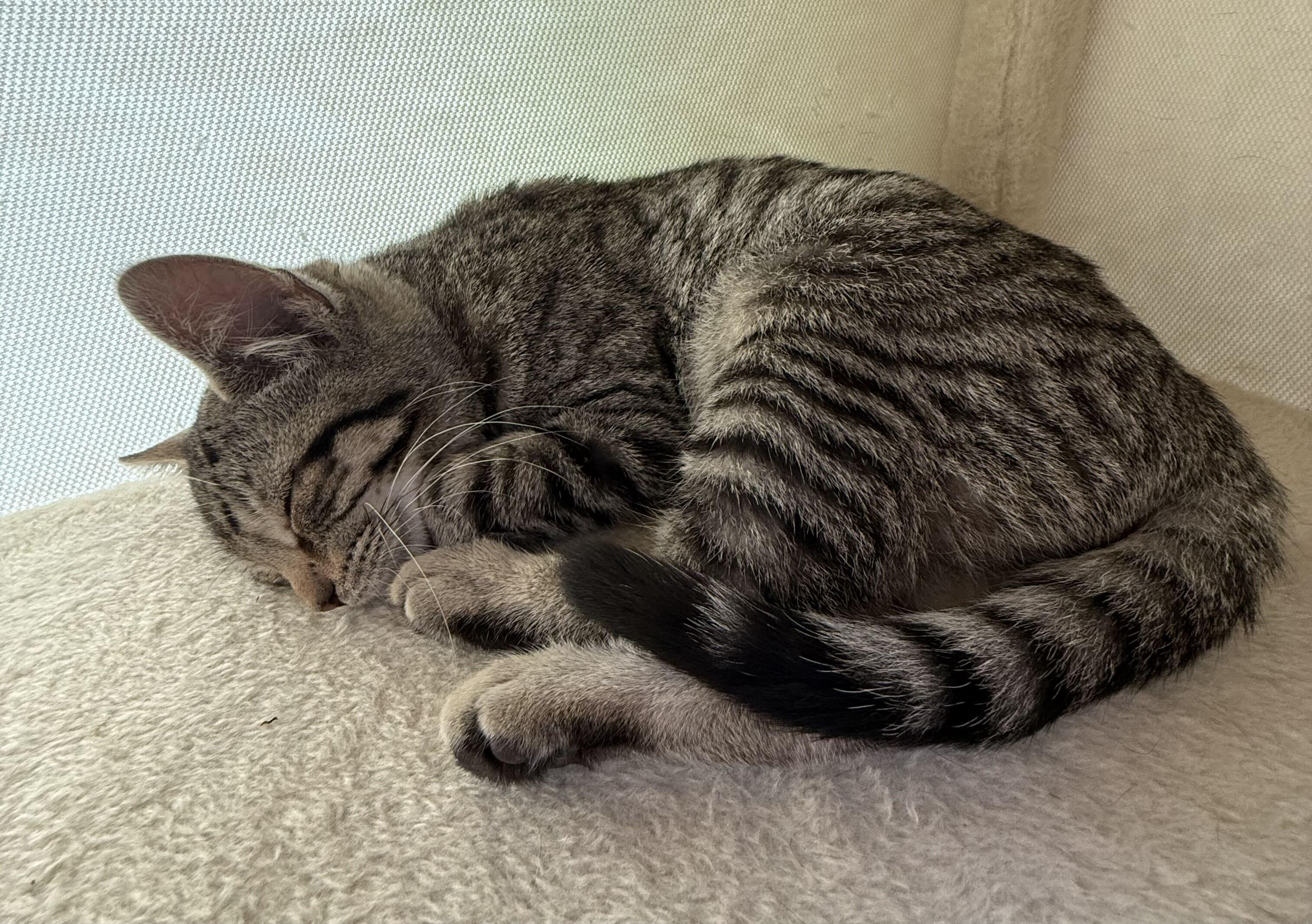 Scarlett, a Adoptable mixed breed in East Amherst, NY image 5/6