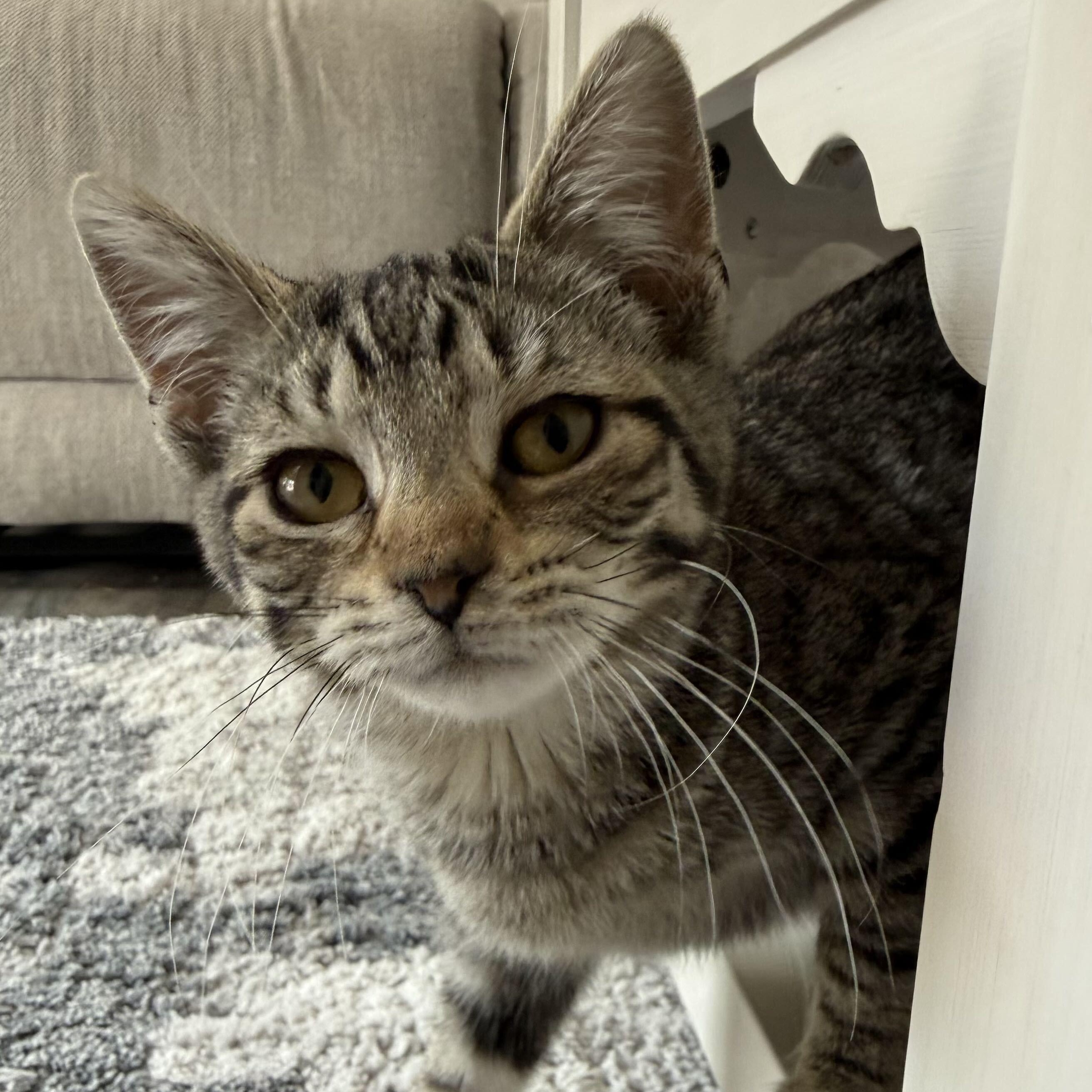 Scarlett, a Adoptable mixed breed in East Amherst, NY image 1/6