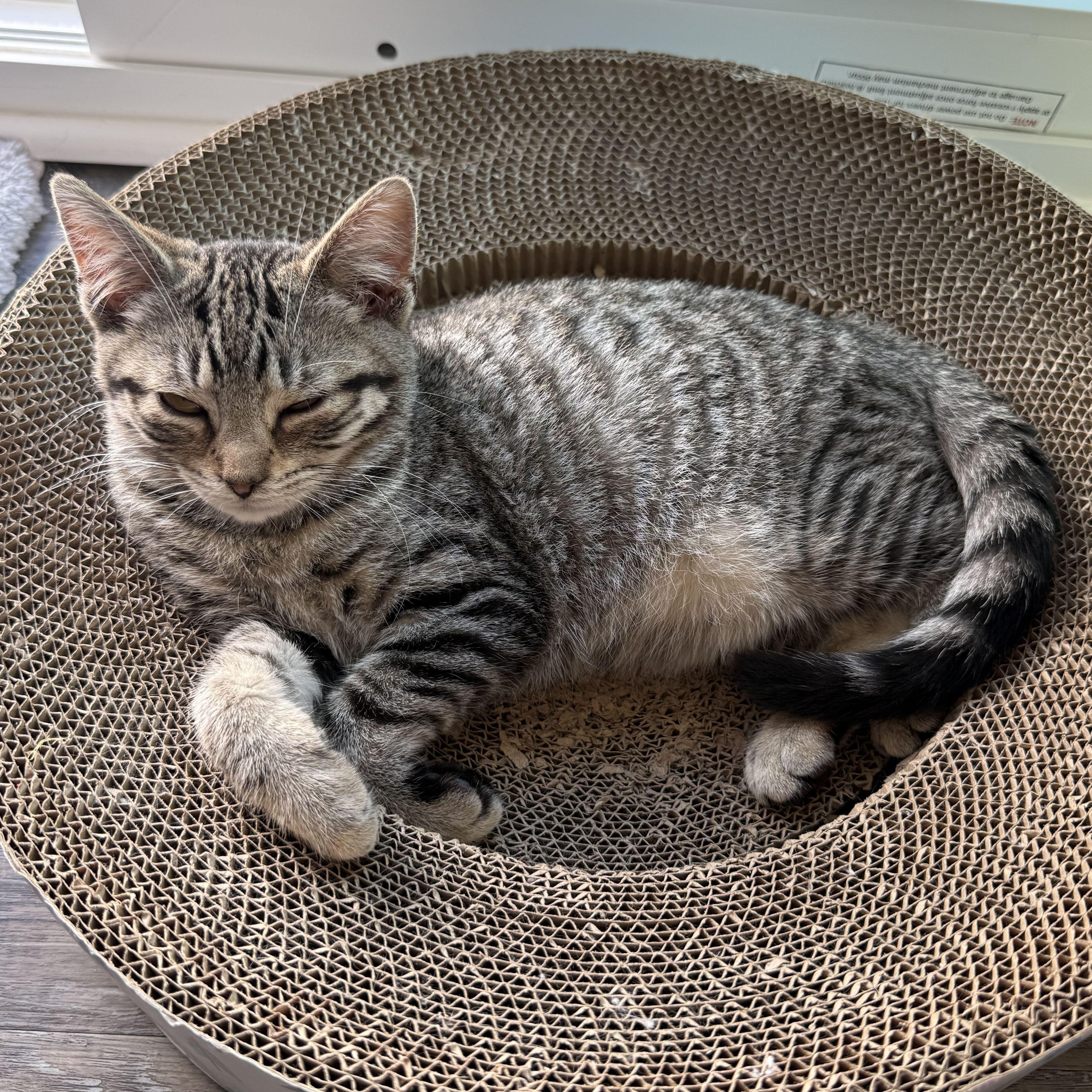 Scarlett, a Adoptable mixed breed in East Amherst, NY image 6/6