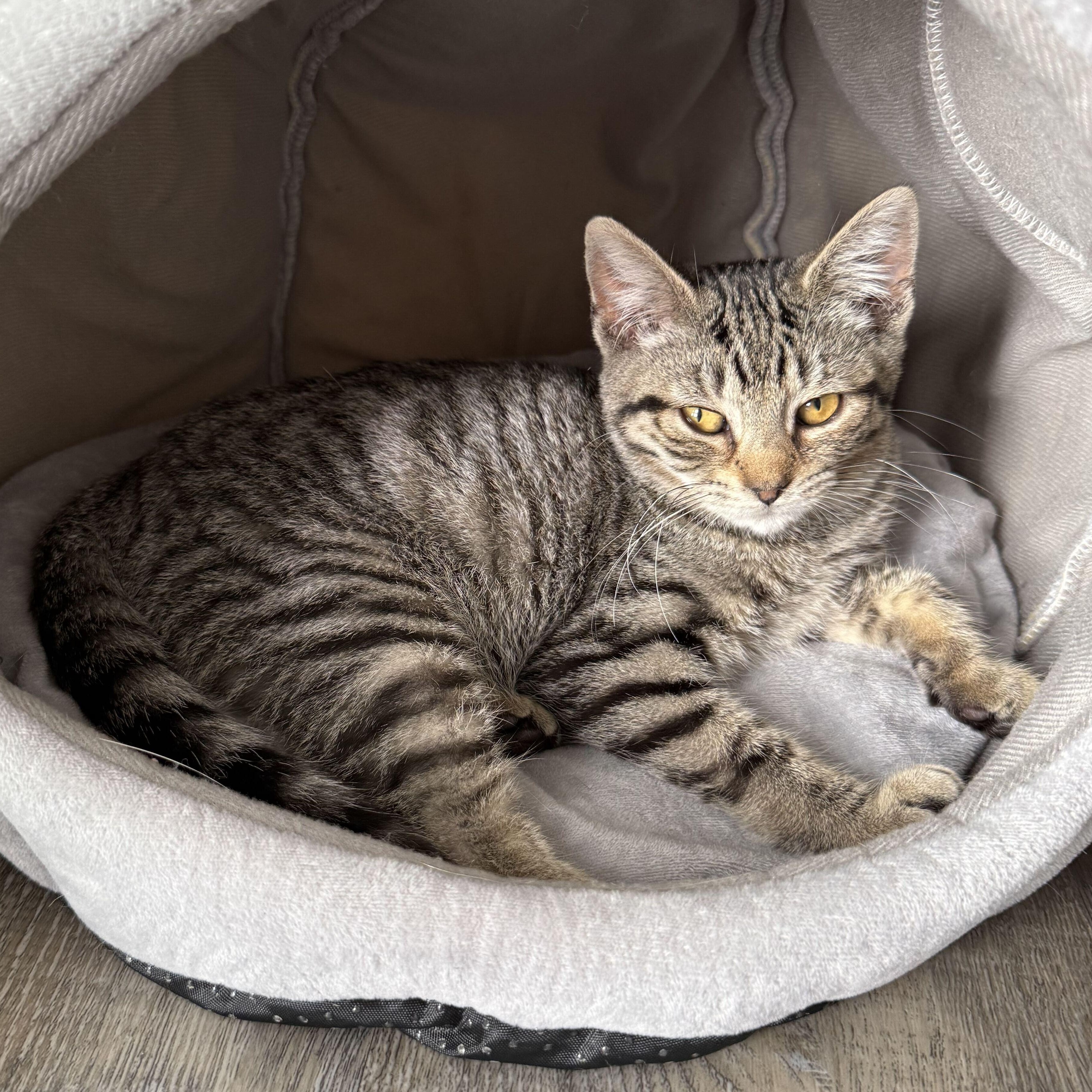 Scarlett, a Adoptable mixed breed in East Amherst, NY image 4/6