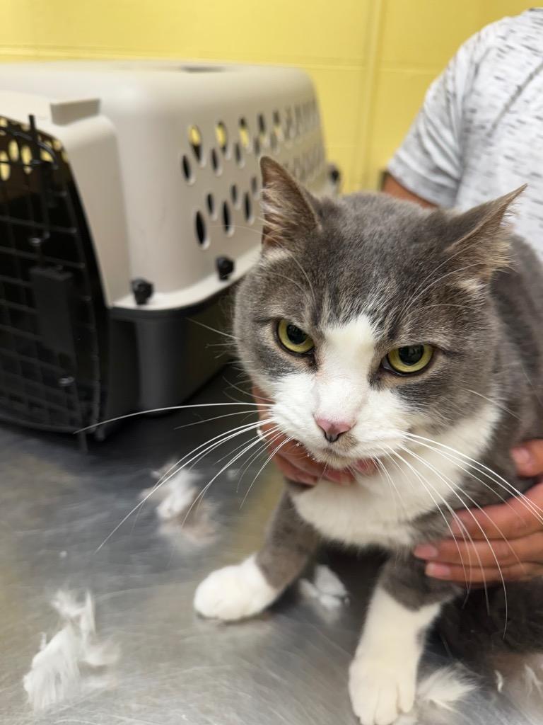 Poni (Spayed), Adopted, Adult Female Domestic Short Hair.